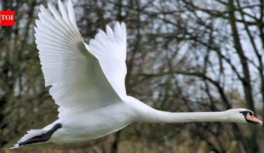 In 1962, five pet mute swans escaped in Maryland; within four decades their descendants neared 4,000 and were eating 10.5 million pounds of Chesapeake Bay grasses a year