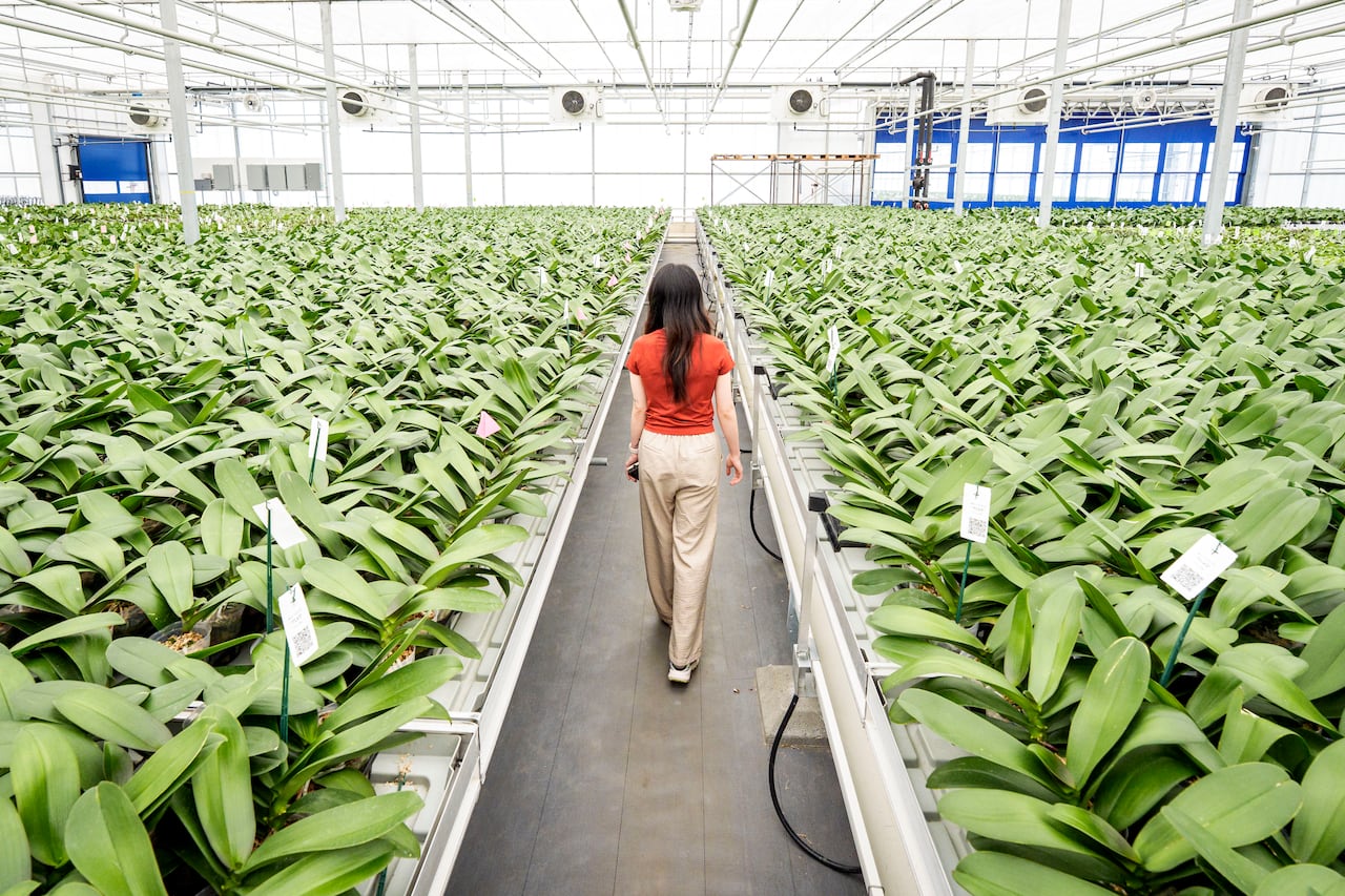 A woman walking between rows of orchids that haven't flowered in a greenhouse.