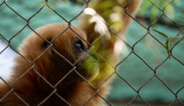 Gibbon Conservation Center: The California sanctuary caring for endangered singing gibbons