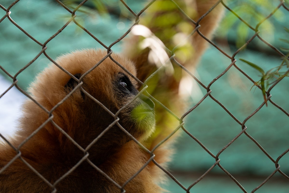 Gibbon Conservation Center: The California sanctuary caring for endangered singing gibbons