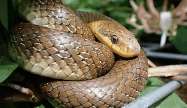 Berkshire news: Pensioner left stunned after three-foot snake found curled up in his toilet