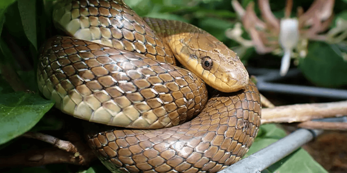 Berkshire news: Pensioner left stunned after three-foot snake found curled up in his toilet