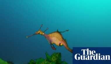 Australia’s marine parks protect ‘places no one goes’ rather than fragile waters near the mainland, scientists say | Environment