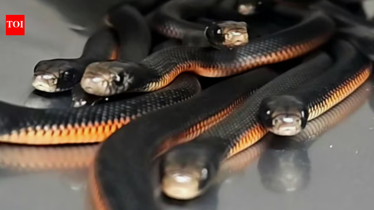 An Australian family noticed snakes disappearing into a backyard mulch pile; snake catchers found 102 venomous snakes underneath | World News