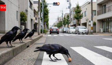 Japanese Carrion crows have found a clever way to crack hard walnuts, turning passing cars into their own nutcrackers |
