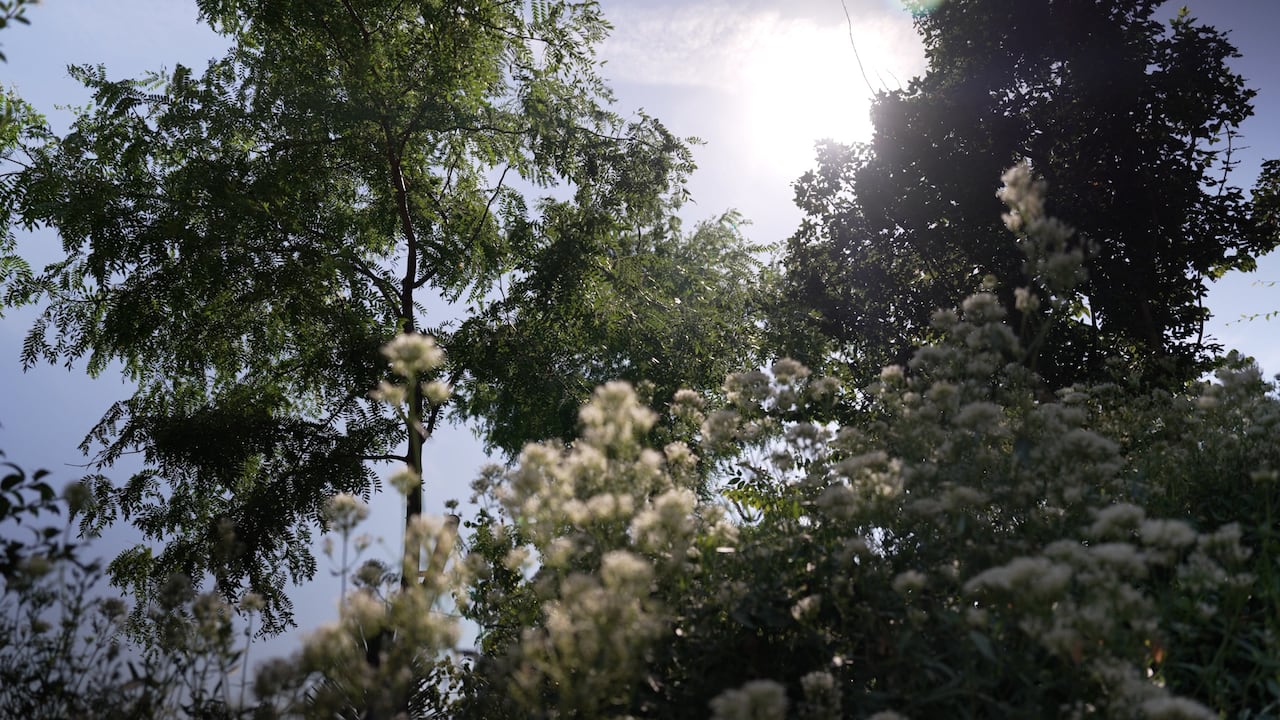 Plants and trees are seen against a bright blue sky.