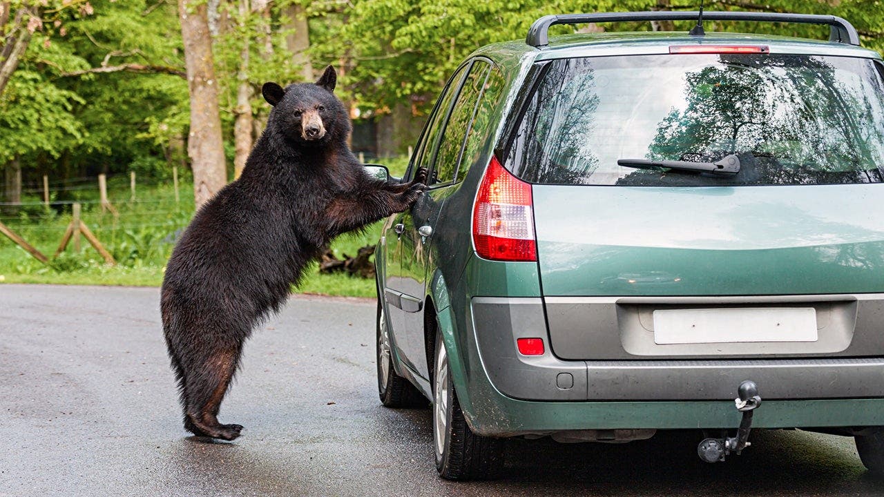 Tourists smash SUV window to free black bear trapped inside their vehicle in Gatlinburg
