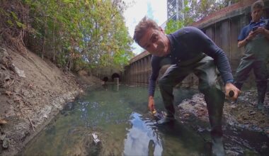 240 Olympic swimming pools of sewage-contaminated water could be entering River Roding every year
