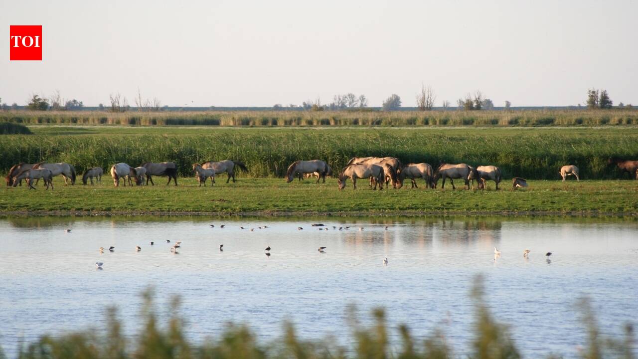 In 1968, the Netherlands reclaimed land from the sea for factories; when the development was abandoned, birds colonised It and the accidental wetland became a 56-square-kilometre nature reserve | World News