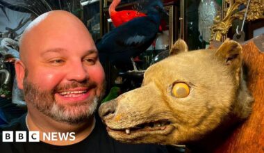 X-ray verifies taxidermy as extinct Tasmanian Tiger - BBC
