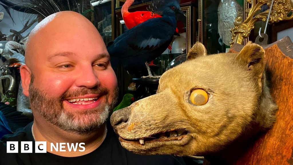 X-ray verifies taxidermy as extinct Tasmanian Tiger - BBC