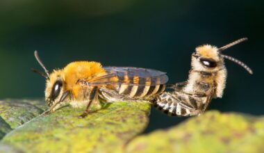 A Biologist Explains Why Male Honeybees Explode When They Mate