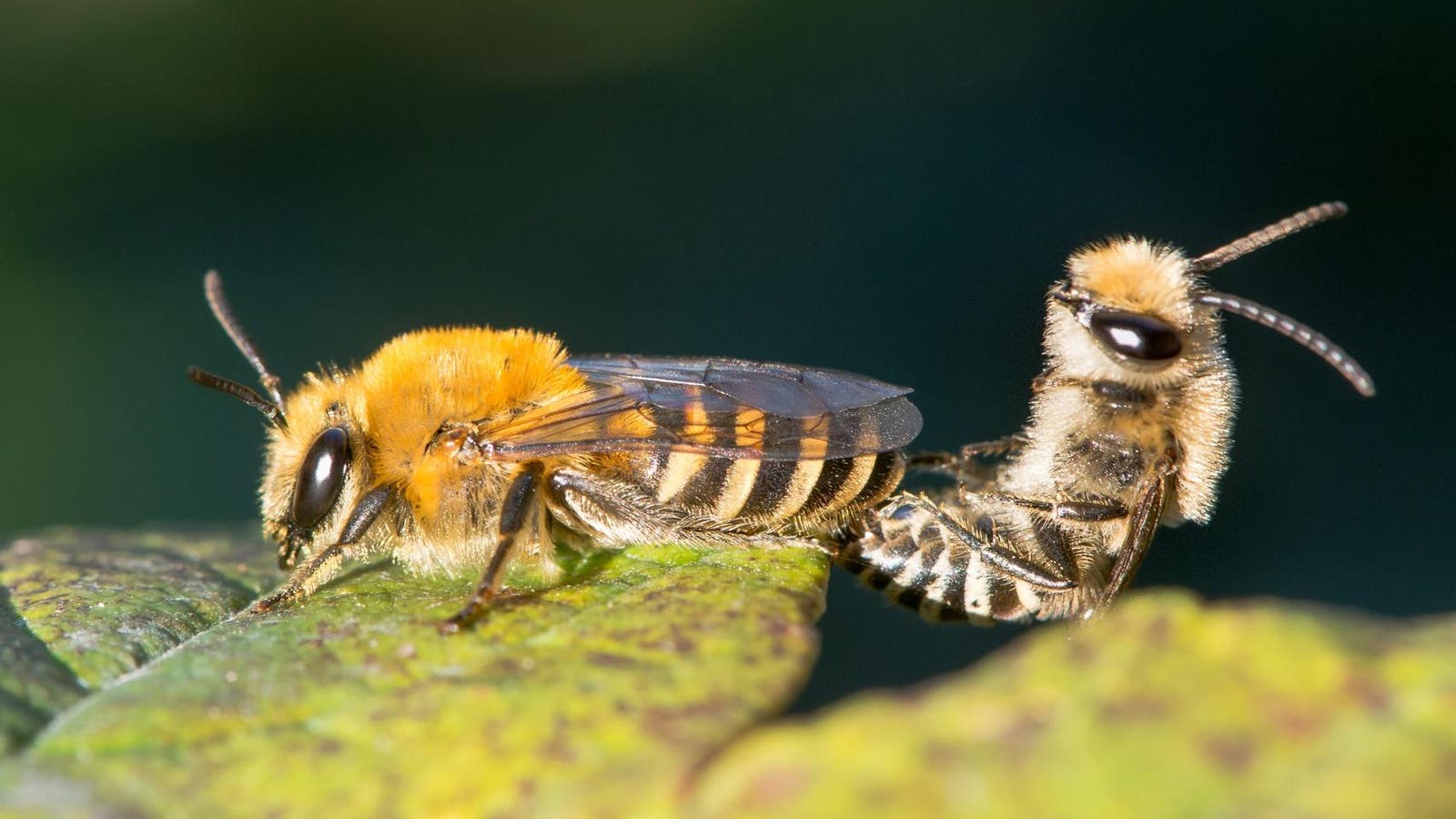 A Biologist Explains Why Male Honeybees Explode When They Mate