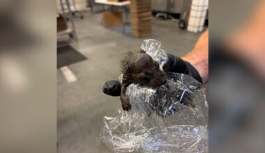 Brewery Worker Unloading Supplies Finds Wet Baby Hidden Among Kegs