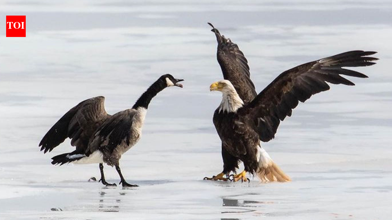 American eagle vs Canadian goose: How a Goan photographer's US retreat was edited out