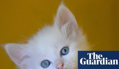 Thursday news quiz: a PM’s nose, a pop star’s clothes, and a kitten with too many toes | Life and style