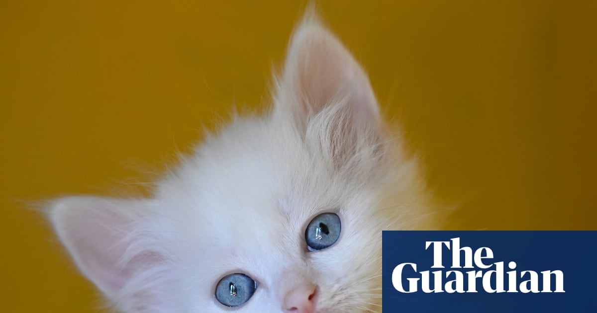 Thursday news quiz: a PM’s nose, a pop star’s clothes, and a kitten with too many toes | Life and style