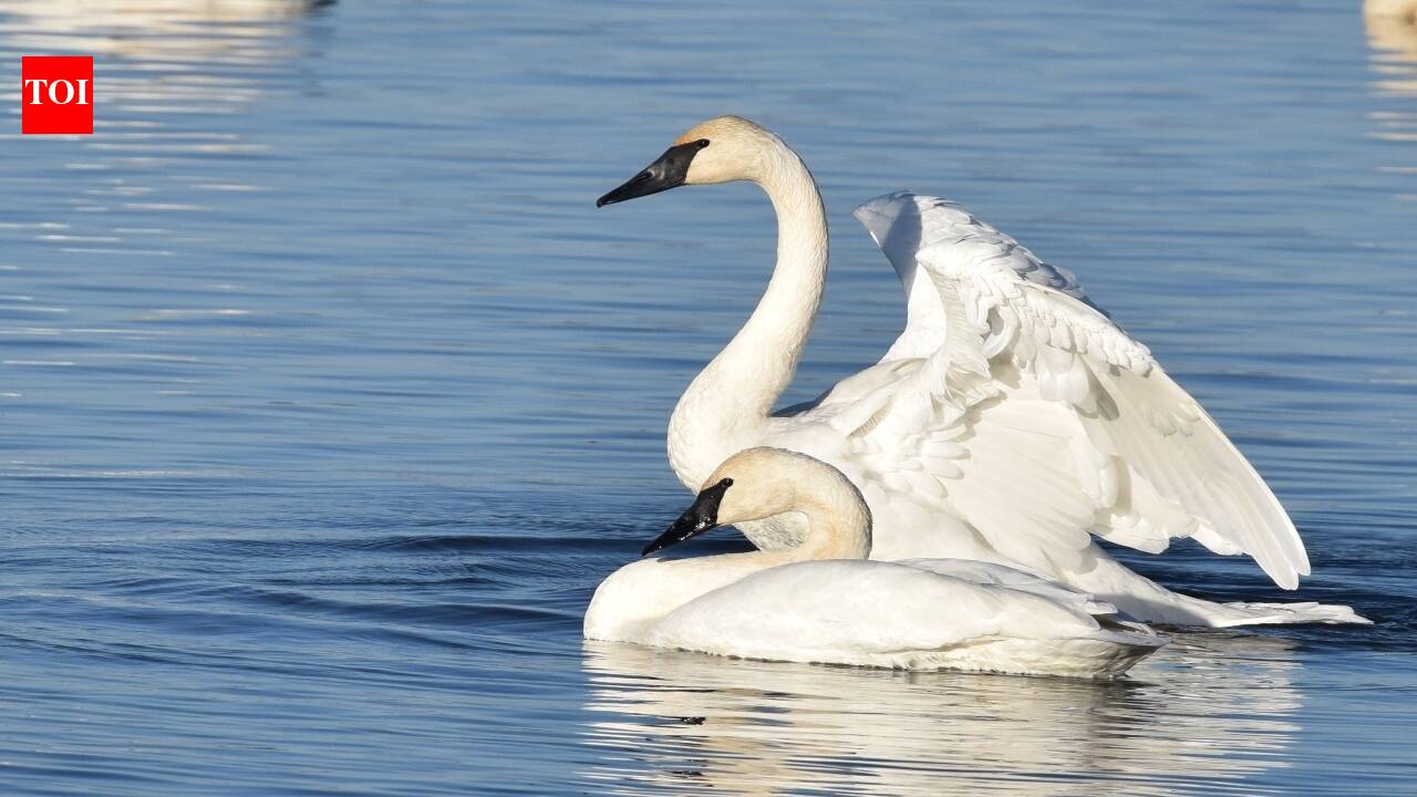 In 1960, Turnbull refuge workers began reintroducing trumpeter swans; in 4 years, they moved 37 cygnets, and 21 lonely years later, Solo’s line revived hope in eastern Washington | World News