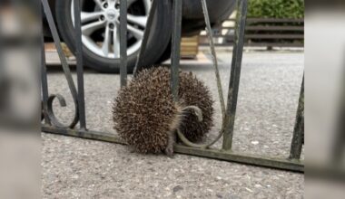 Vets' Jaws Drop When A Hedgehog Arrives Attached To A Garden Gate