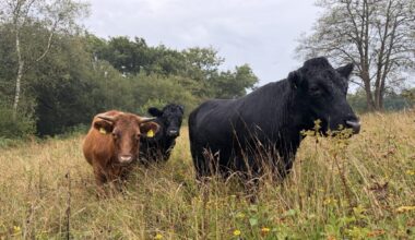 Nature returning to land where 2,000 trees were illegally felled