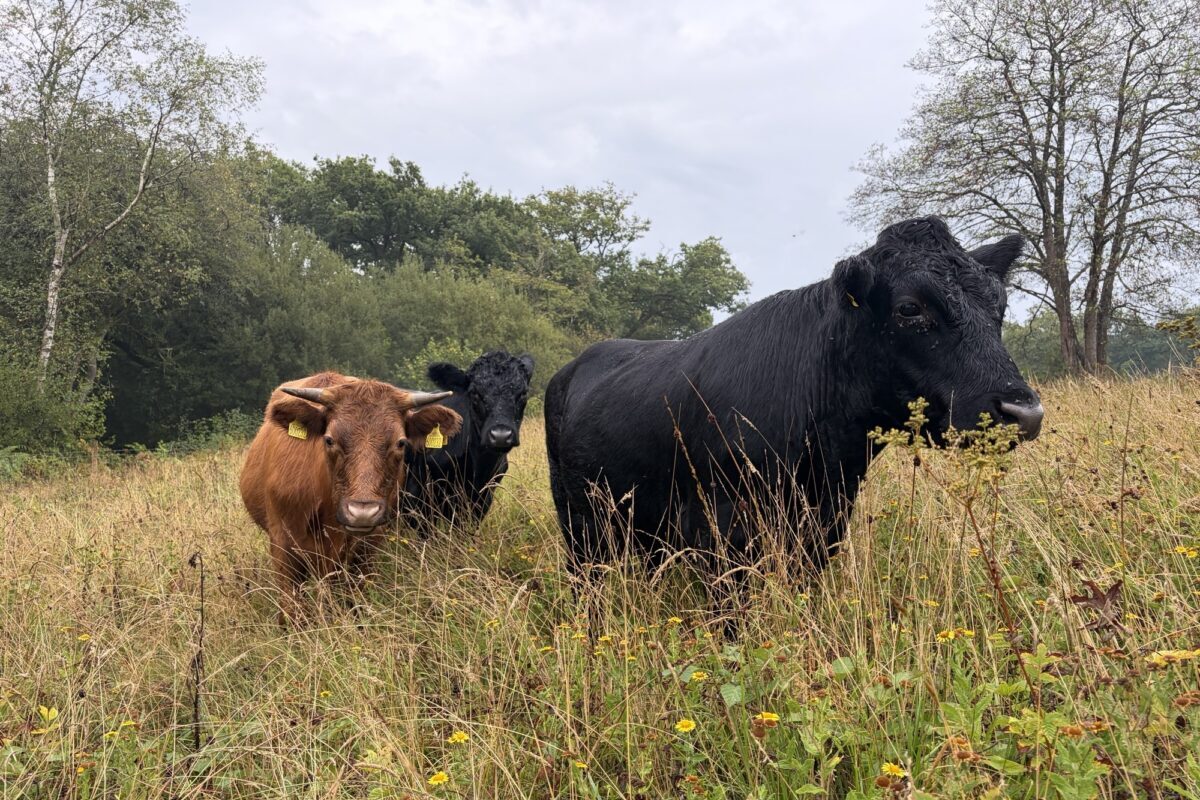 Nature returning to land where 2,000 trees were illegally felled