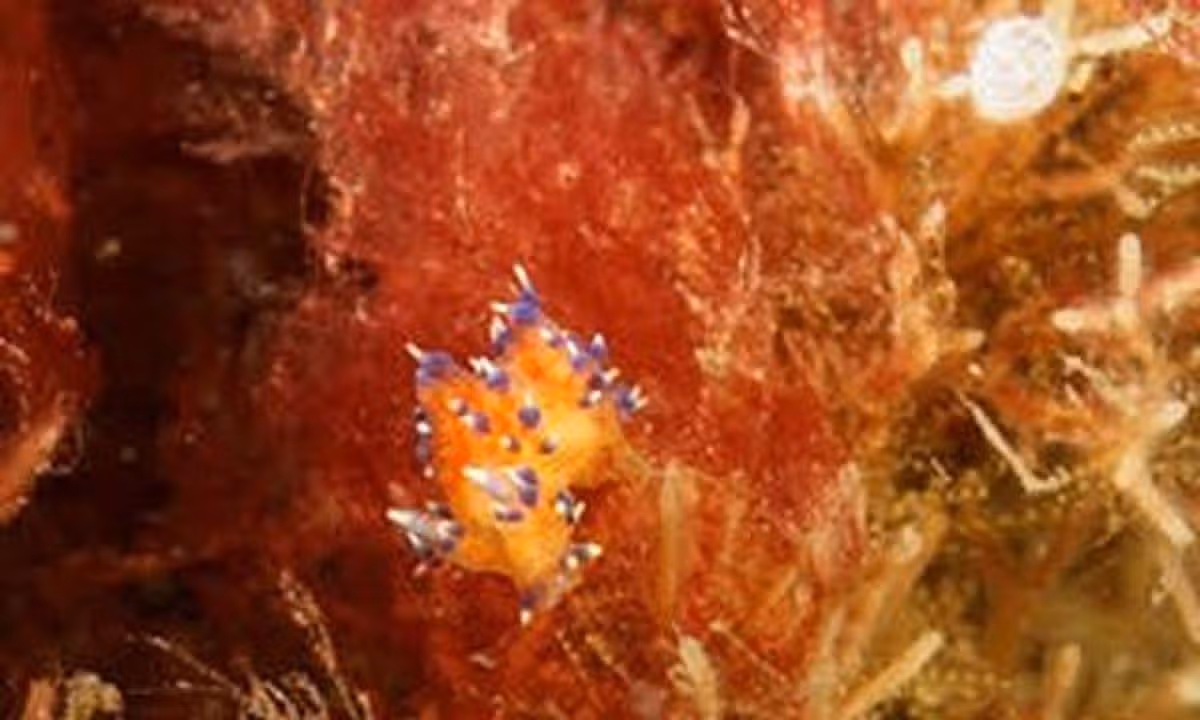 Tiny bright sea creature spotted off British coast could be brand new species, experts say