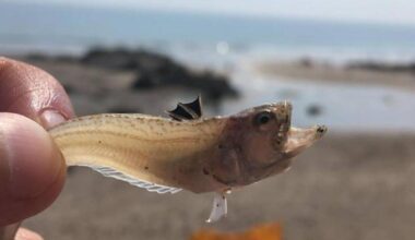 The most dangerous creatures found at beaches in Norfolk