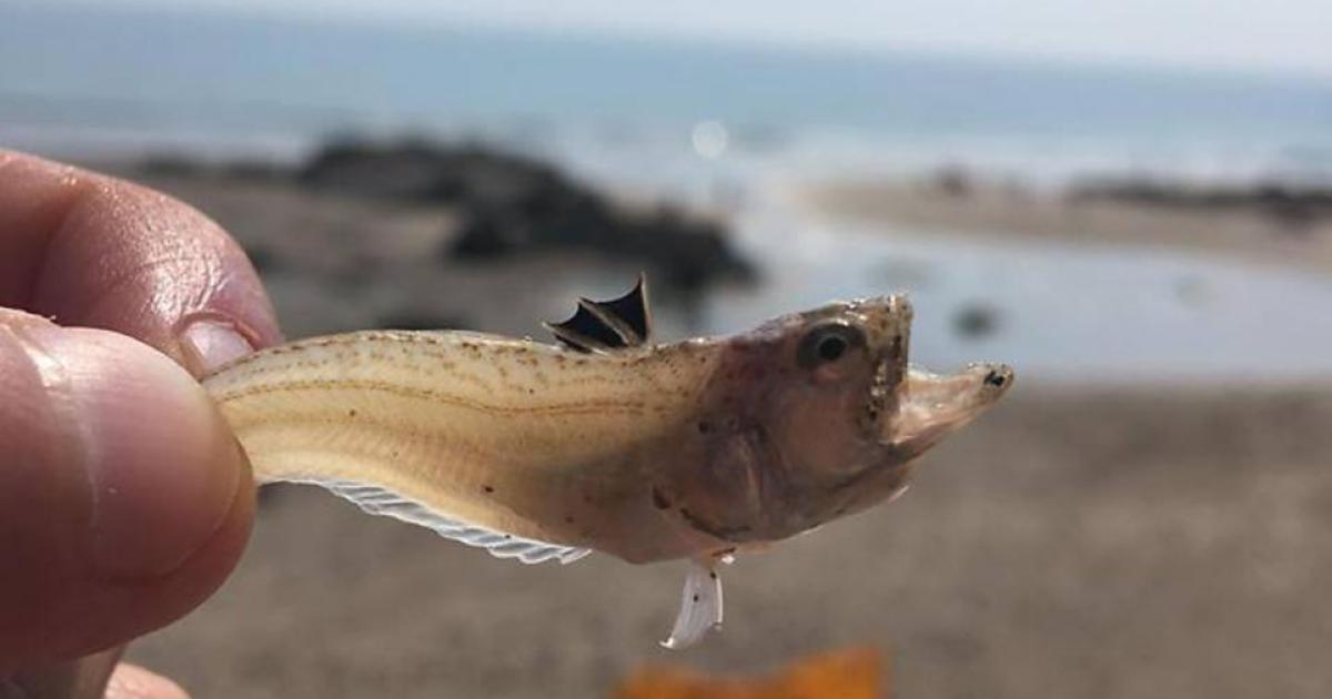 The most dangerous creatures found at beaches in Norfolk