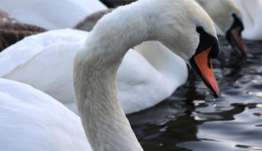 Teesside swan released back into the wild after losing her mate