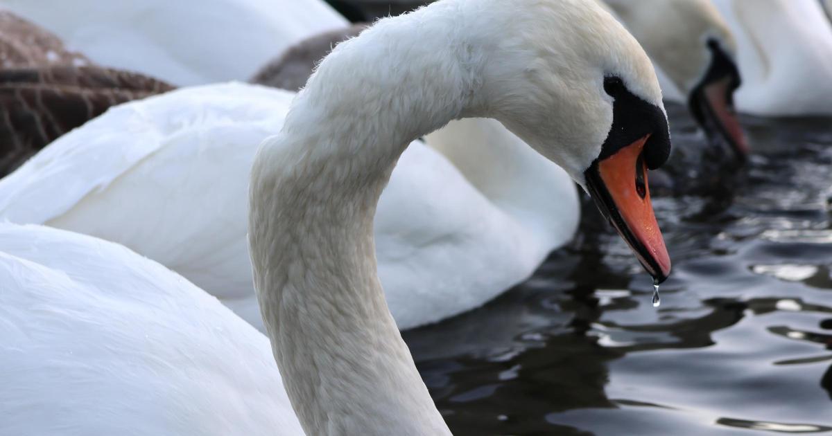Teesside swan released back into the wild after losing her mate