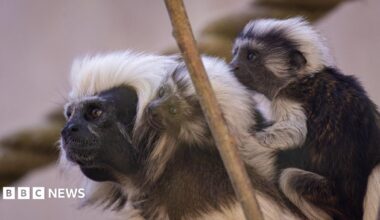 A black and white tamarin carrying two infants on its back