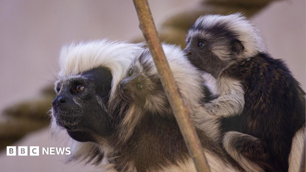 A black and white tamarin carrying two infants on its back