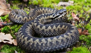 Oxfordshire's adder snake loss, after Warwickshire confirms extinction