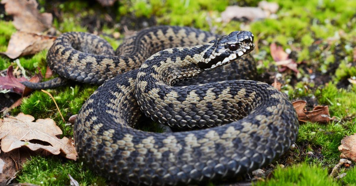Oxfordshire's adder snake loss, after Warwickshire confirms extinction