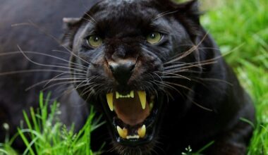Big cat sightings UK: Black panther spotted prowling near M5