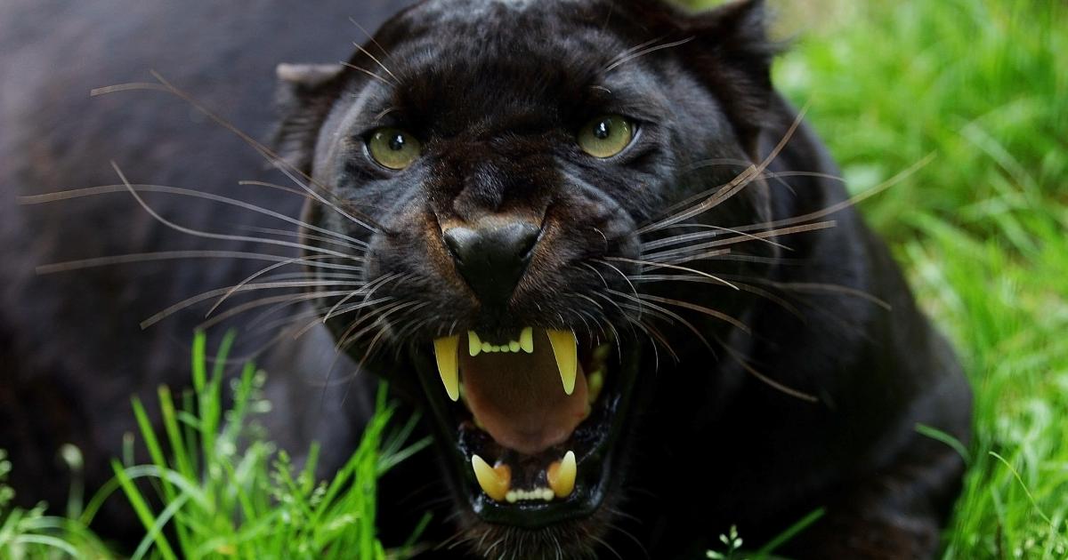 Big cat sightings UK: Black panther spotted prowling near M5