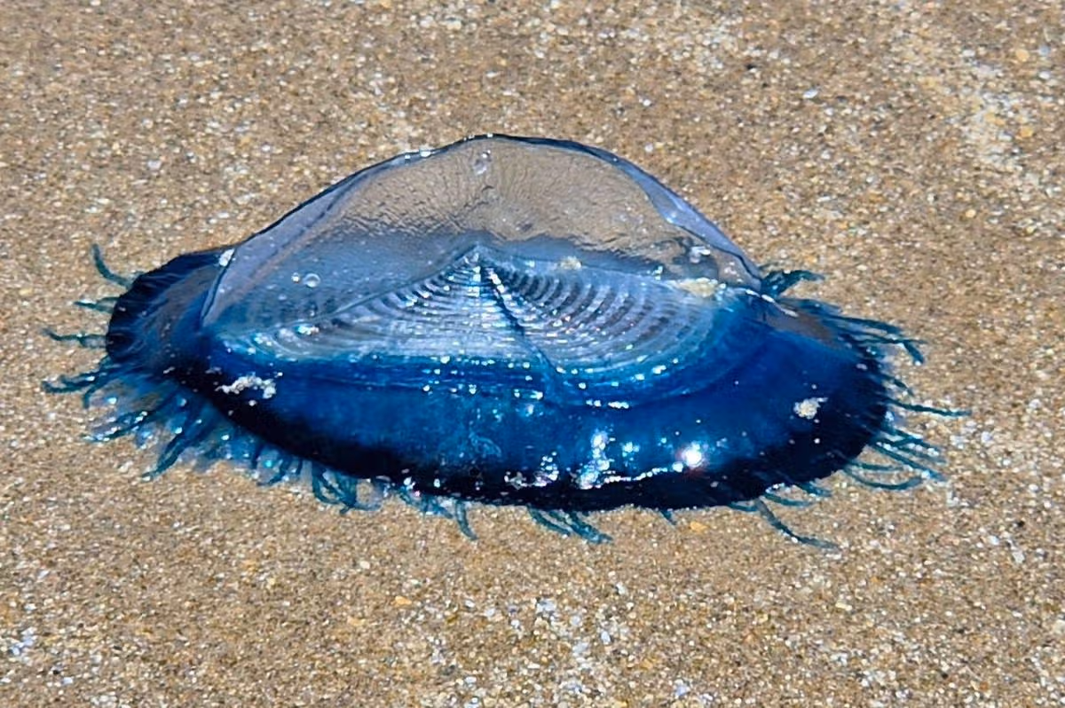 Velella velella
