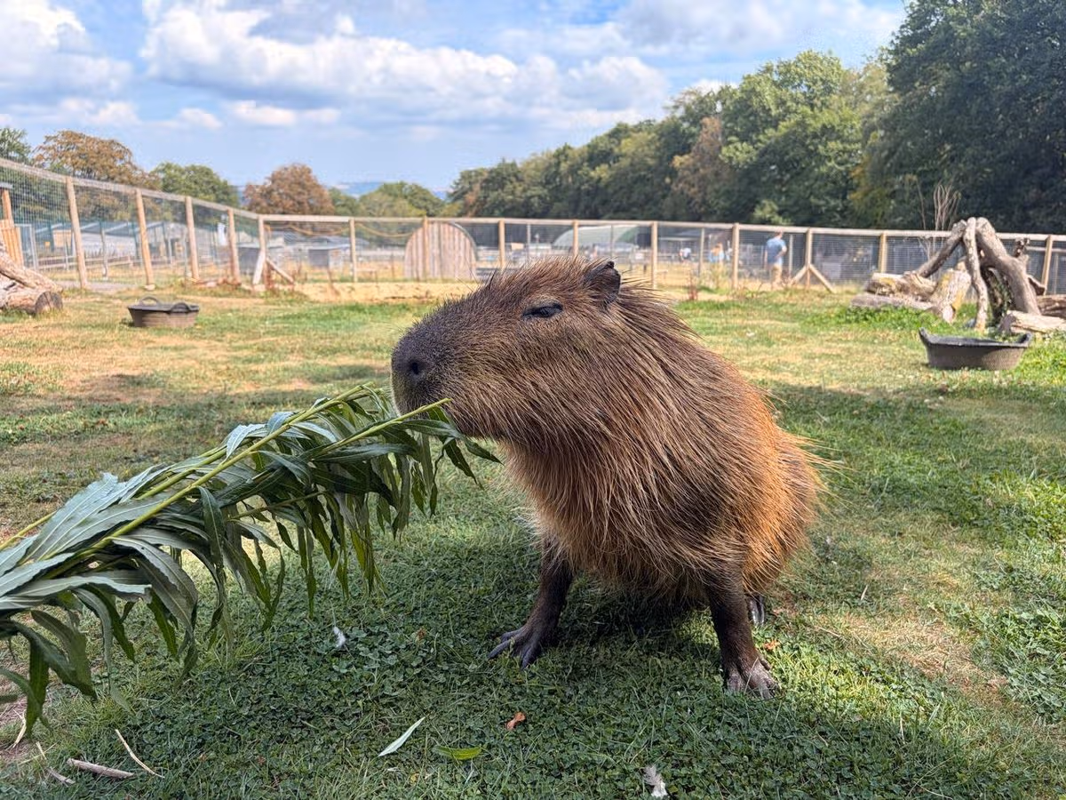A capybara