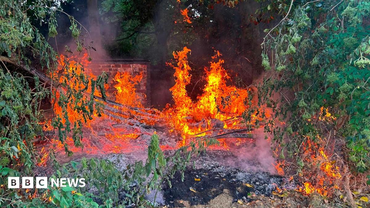 A fire burns though a bush and trees in a small coner of a cricket ground, with a brick wall behind it. There is ash on the floor.