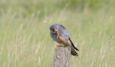 Rare red-footed falcon spotted in Aberlady