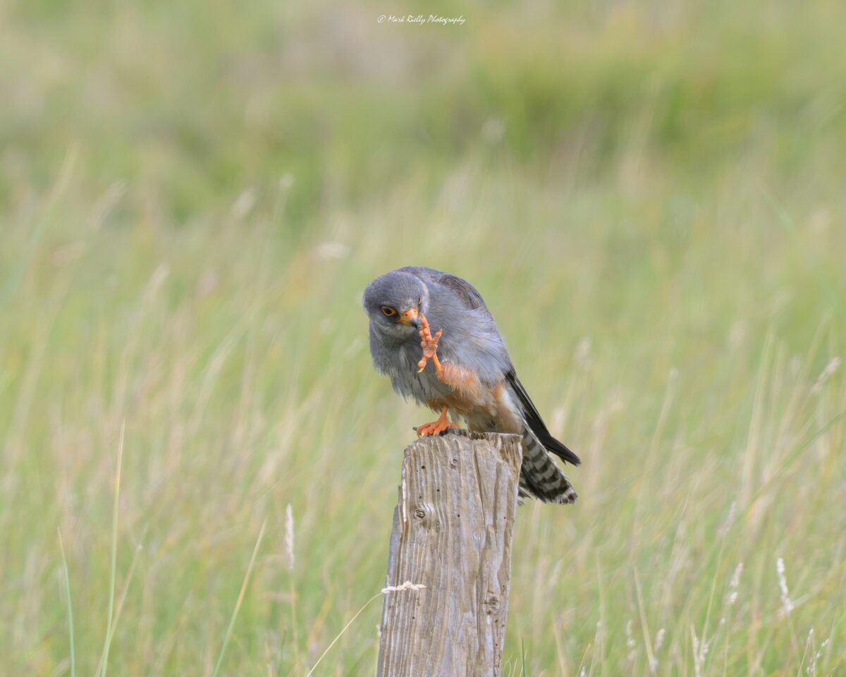 Rare red-footed falcon spotted in Aberlady