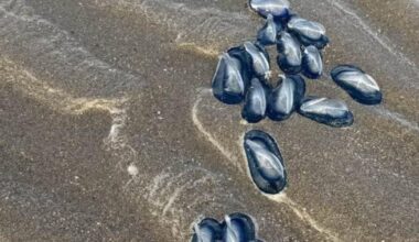 Warning as 'by the wind sailors' wash up on Poppit Sands