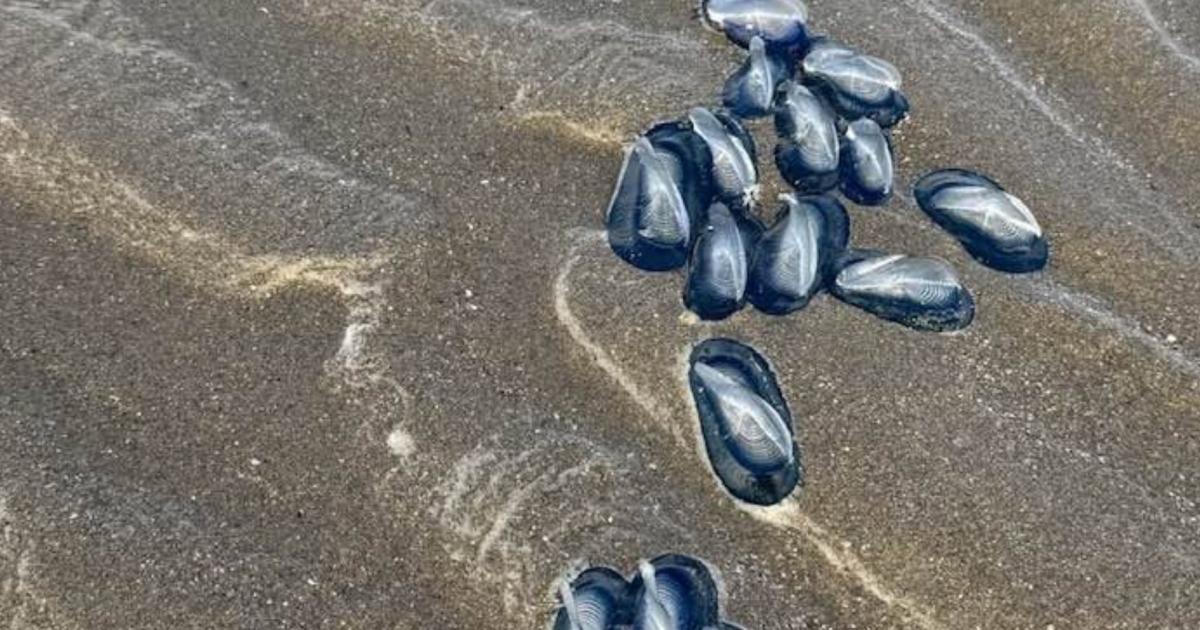 Warning as 'by the wind sailors' wash up on Poppit Sands