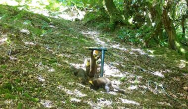 Video captures four pine marten kits in woodland
