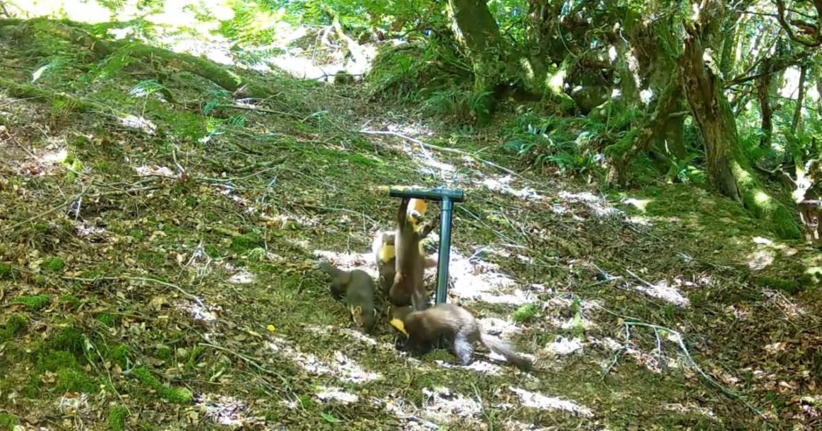 Video captures four pine marten kits in woodland