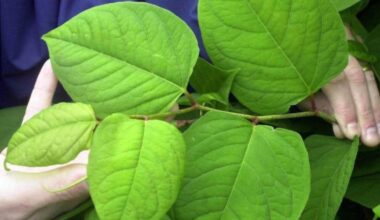 Drought and hosepipe ban boost Japanese knotweed in Norfolk