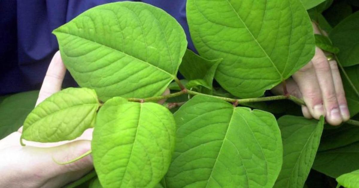 Drought and hosepipe ban boost Japanese knotweed in Norfolk
