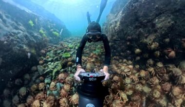 Hundreds of spider crabs off coast of St Ives Cornwall