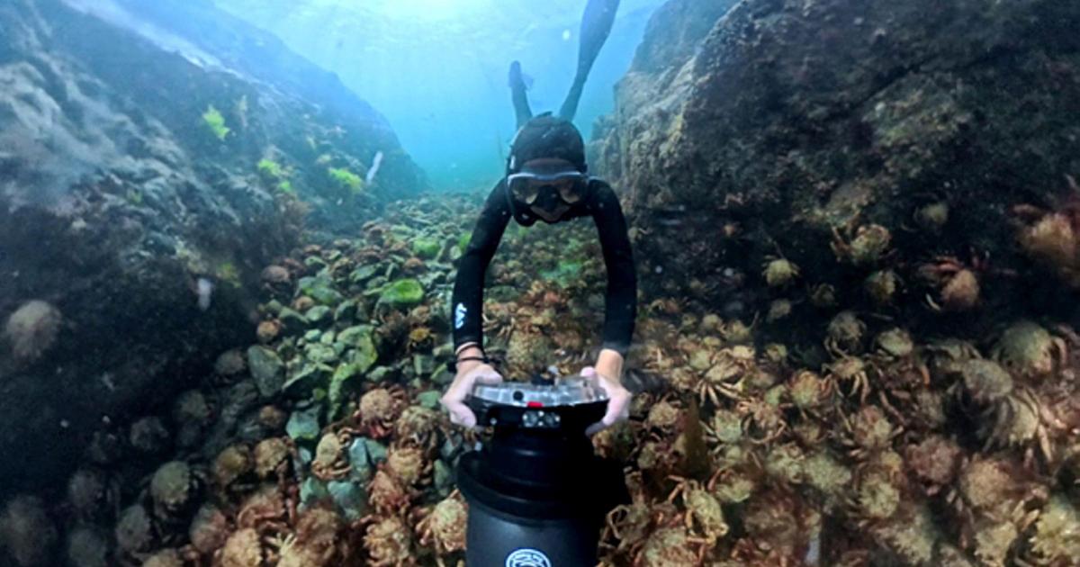 Hundreds of spider crabs off coast of St Ives Cornwall