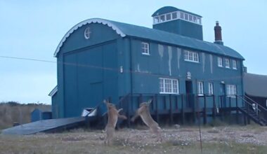 Brown hares were captured boxing on Blakeney Point